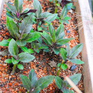 Okinawa Spinach Live Plants, 3 Pack Gynura Crepioides, 4-8 Inch Tall, Vegetable - Image 2