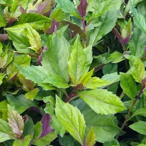 Okinawa Spinach Live Plants, 3 Pack Gynura Crepioides, 4-8 Inch Tall, Vegetable - Image 4