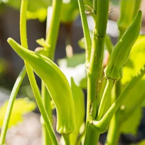 Okra Live Plants for Planting - 2 Green Vegetable Trees, 3-5 Inch Tall - Image 3