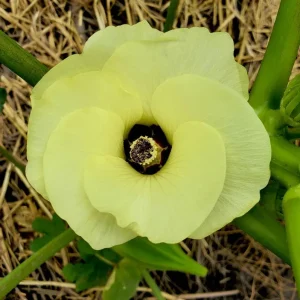 Okra Live Plants for Planting - 2 Green Vegetable Trees, 3-5 Inch Tall - Image 4