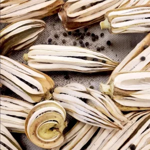 Okra Live Plants for Planting - 2 Green Vegetable Trees, 3-5 Inch Tall - Image 6