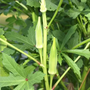 Okra Live Plants for Planting - 2 Green Vegetable Trees, 3-5 Inch Tall - Image 8