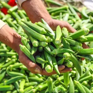 Okra Live Plants for Planting - 2 Green Vegetable Trees, 3-5 Inch Tall - Image 9