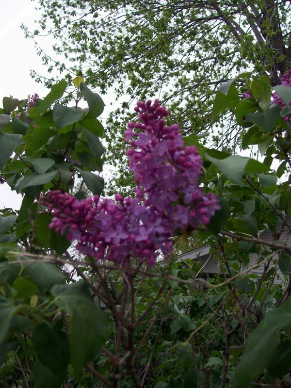 Old Fashion Purple Lilac Bush Live Plant – 6-12 Inches Tall Bare Root Outdoor Shrub - Image 3