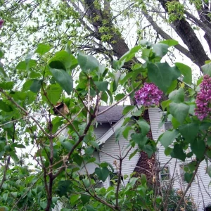 Old Fashion Purple Lilac Bush Live Plant – 6-12 Inches Tall Bare Root Outdoor Shrub - Image 4