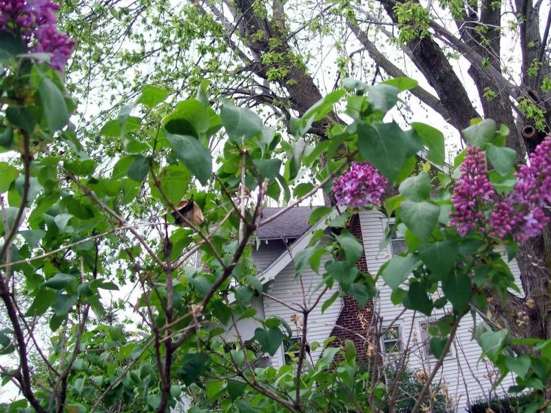 Old Fashion Purple Lilac Bush Live Plant – 6-12 Inches Tall Bare Root Outdoor Shrub - Image 4