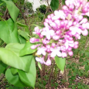 Old Fashion Purple Lilac Bush Live Plant – 6-12 Inches Tall Bare Root Outdoor Shrub - Image 5