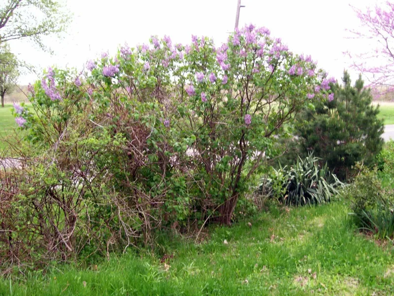 Old Fashion Purple Lilac Bush Live Plant – 6-12 Inches Tall Bare Root Outdoor Shrub - Image 6