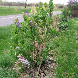 Old Fashion Purple Lilac Bush Live Plant – 6-12 Inches Tall Bare Root Outdoor Shrub - Image 7