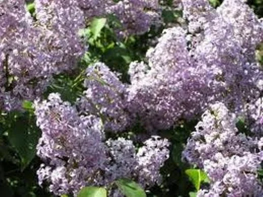 Old Fashion Purple Lilac Bush Live Plant – 6-12 Inches Tall Bare Root Outdoor Shrub - Image 1
