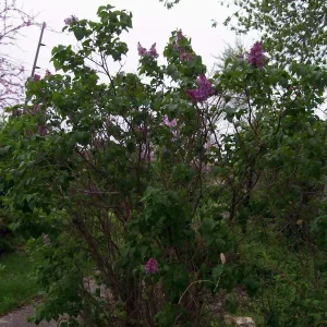 Old Fashion Purple Lilac Bush Live Plant, Bare Root, 6-12 Inches, Outdoor Shrub - Image 2