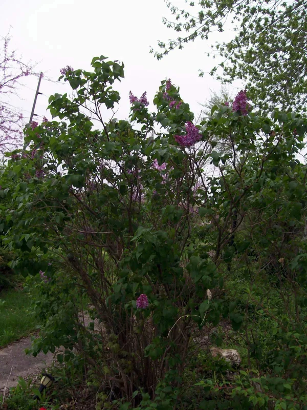 Old Fashion Purple Lilac Bush Live Plant, Bare Root, 6-12 Inches, Outdoor Shrub - Image 2