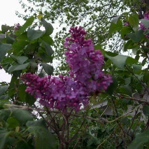 Old Fashion Purple Lilac Bush Live Plant – Bare Root – 6-12 Inches Tall – Outdoor Shrub - Image 3