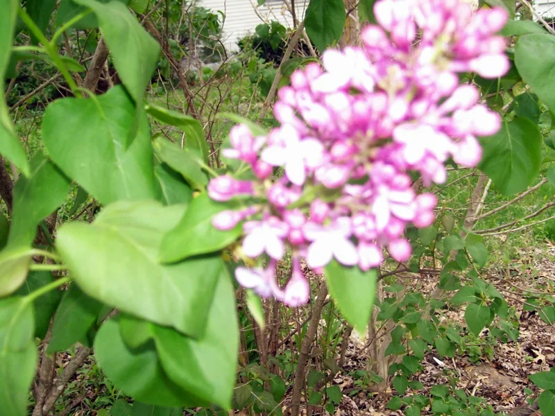 Old Fashion Purple Lilac Bush Live Plant, Bare Root, 6-12 Inches, Outdoor Shrub - Image 5