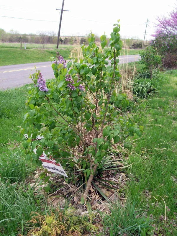 Old Fashion Purple Lilac Bush Live Plant, Bare Root, 6-12 Inches, Outdoor Shrub - Image 7