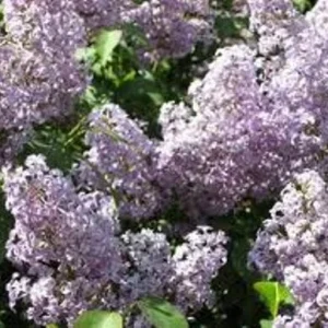 Old Fashion Purple Lilac Bush Live Plant – Bare Root – 6-12 Inches Tall – Outdoor Shrub - Image 1