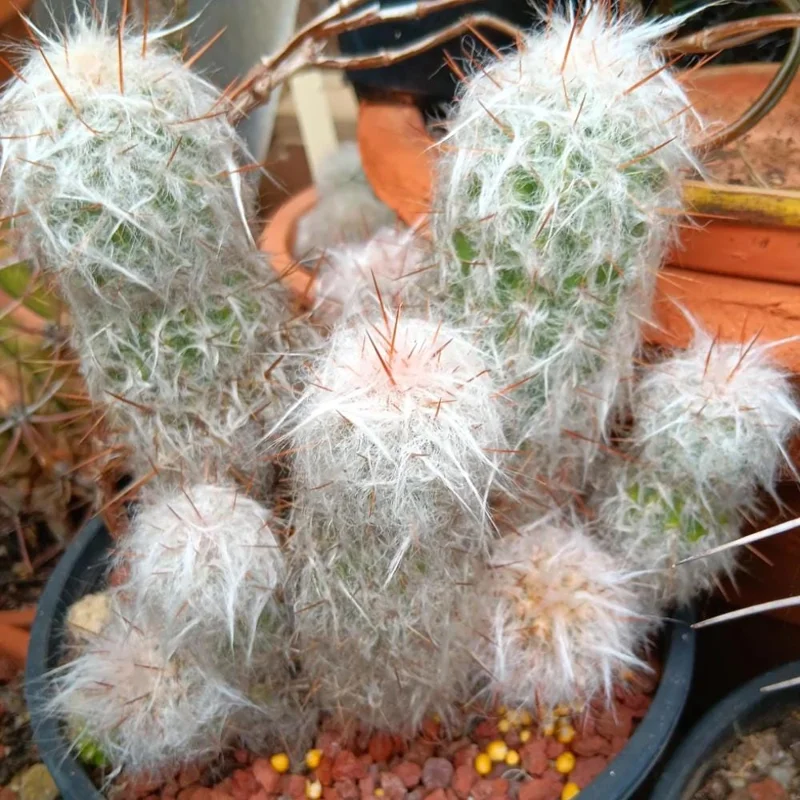 Old Man of the Andes Cactus Live Plant – Columnar Succulent – 4 or 6 Inch Pot - Image 2
