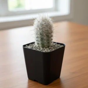 Old Man of the Andes Cactus Live Plant – Columnar Succulent – 4 or 6 Inch Pot - Image 4