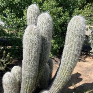 Old Man of the Andes Cactus Live Plant – Columnar Succulent – 4 or 6 Inch Pot - Image 5