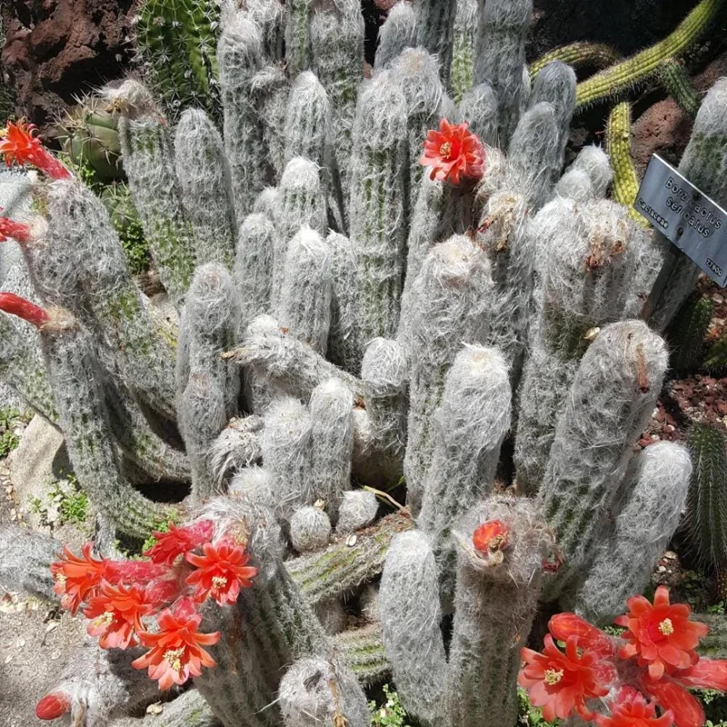 Old Man of the Andes Cactus Live Plant – Columnar Succulent – 4 or 6 Inch Pot - Image 6