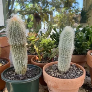 Old Man of the Andes Cactus Live Plant – Columnar Succulent – 4 or 6 Inch Pot - Image 7