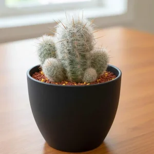 Old Man of the Andes Cactus Live Plant, Succulent, 4 or 6 Inch Pot, Indoor - Image 1