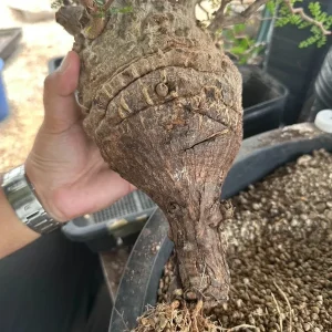 Operculicarya Pachypus Seeds - 5 Rare Succulent Bonsai Plant Seeds - Fast Grow Indoor/Outdoor - Image 2