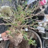 Operculicarya Pachypus Seeds - 5 Rare Succulent Bonsai Plant Seeds - Fast Grow Indoor/Outdoor - Image 1