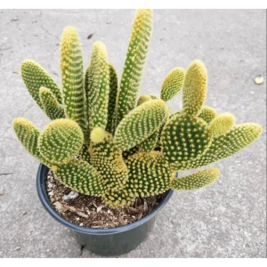 Opuntia Microdasys 'Golden Bunny Ears' Cactus Live Plant - 2 Inch Pot, Indoor/Outdoor - Image 2