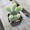 Opuntia Microdasys 'Golden Bunny Ears' Cactus Live Plant - 2 Inch Pot, Indoor/Outdoor - Image 1
