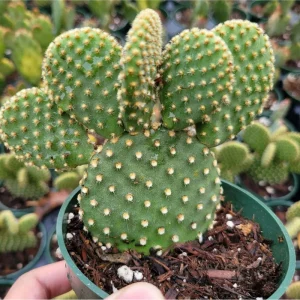 Opuntia Microdasys 'Golden Bunny Ears' Cactus Live Plant - 2 Inch Pot, Indoor/Outdoor - Image 3