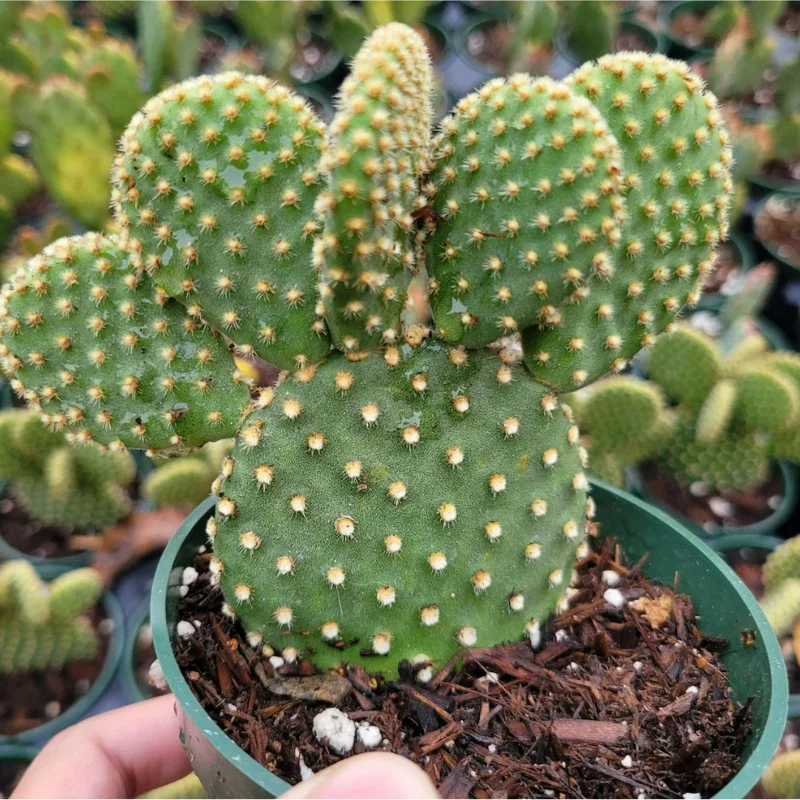 Opuntia Microdasys 'Golden Bunny Ears' Cactus Live Plant - 2 Inch Pot, Indoor/Outdoor - Image 3