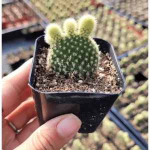 Opuntia Microdasys 'Golden Bunny Ears' Cactus Live Plant - 2 Inch Pot, Indoor/Outdoor - Image 4