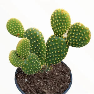 Opuntia Microdasys 'Golden Bunny Ears' Cactus Live Plant - 2 Inch Pot, Indoor/Outdoor - Image 5