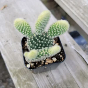Opuntia Microdasys 'Golden Bunny Ears' Cactus Live Plant - 2 Inch Pot, Indoor/Outdoor - Image 6