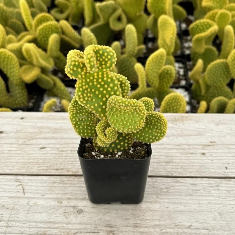 Opuntia Microdasys Monstrosus Live Plant - Golden Wavy Cactus, Small Succulent in 2 Inch Pot - Image 2