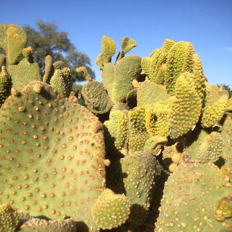Opuntia Microdasys Monstrosus Live Plant - Golden Wavy Cactus, Small Succulent in 2 Inch Pot - Image 3