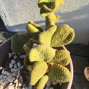 Opuntia Microdasys Monstrosus Live Plant – Golden Wavy Cactus – Small Succulent in 2 Inch Pot - Image 4