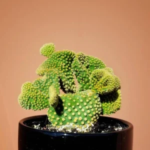 Opuntia Microdasys Monstrosus Live Plant – Golden Wavy Cactus – Small Succulent in 2 Inch Pot - Image 5