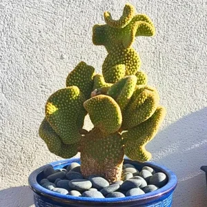 Opuntia Microdasys Monstrosus Live Plant - Golden Wavy Cactus, Small Succulent in 2 Inch Pot - Image 6