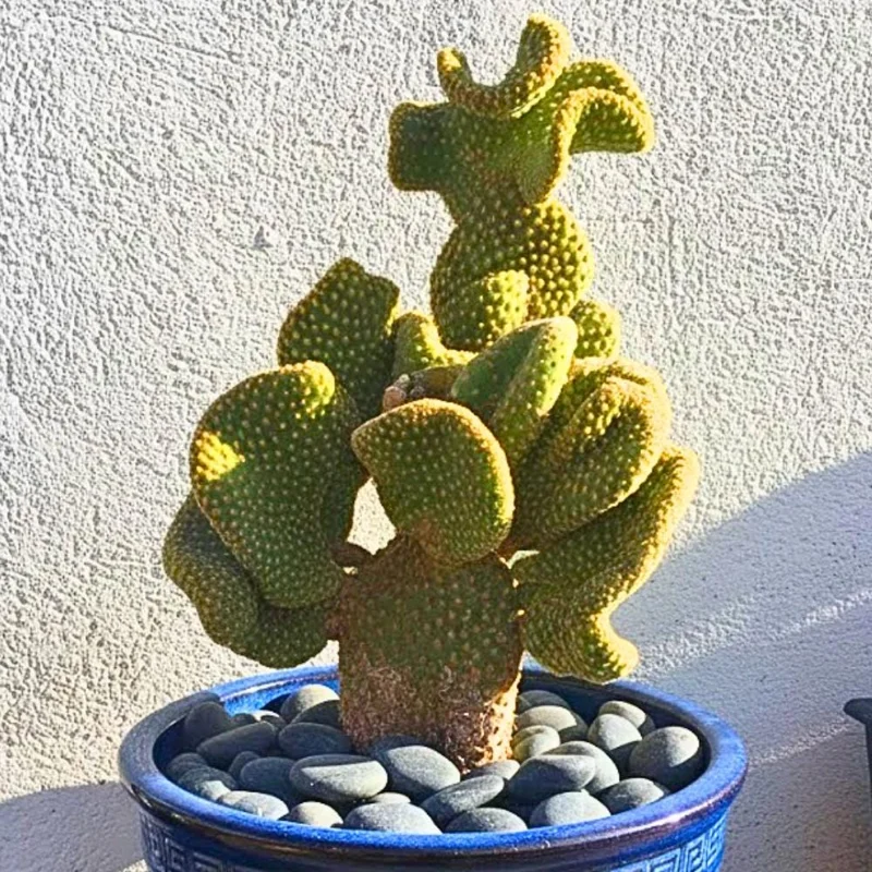 Opuntia Microdasys Monstrosus Live Plant - Golden Wavy Cactus, Small Succulent in 2 Inch Pot - Image 6