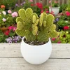 Opuntia Microdasys Monstrosus Live Plant - Golden Wavy Cactus, Small Succulent in 2 Inch Pot - Image 1
