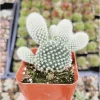 Opuntia Microdasys Var. Albospina 'White Bunny Ears' Cactus Live Plant 2 Inch Pot Indoor/Outdoor - Image 1