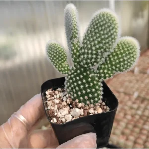 Opuntia Microdasys Var. Albospina 'White Bunny Ears' Cactus Live Plant 2 Inch Pot Indoor/Outdoor - Image 2