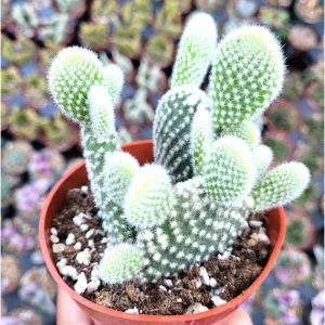Opuntia Microdasys Var. Albospina 'White Bunny Ears' Cactus Live Plant 2 Inch Pot Indoor/Outdoor - Image 3