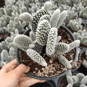 Opuntia Microdasys Var. Albospina 'White Bunny Ears' Cactus Live Plant 2 Inch Pot Indoor/Outdoor - Image 4