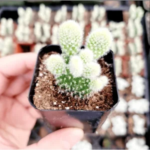 Opuntia Microdasys Var. Albospina 'White Bunny Ears' Cactus Live Plant 2 Inch Pot Indoor/Outdoor - Image 5