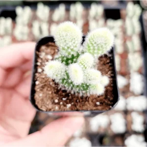 Opuntia Microdasys Var. Albospina 'White Bunny Ears' Cactus Live Plant 2 Inch Pot Indoor/Outdoor - Image 6