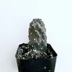 Opuntia Rubescens 'Road Kill Cactus' Succulent Live Plant 2 Inch Pot Indoor Outdoor - Image 2