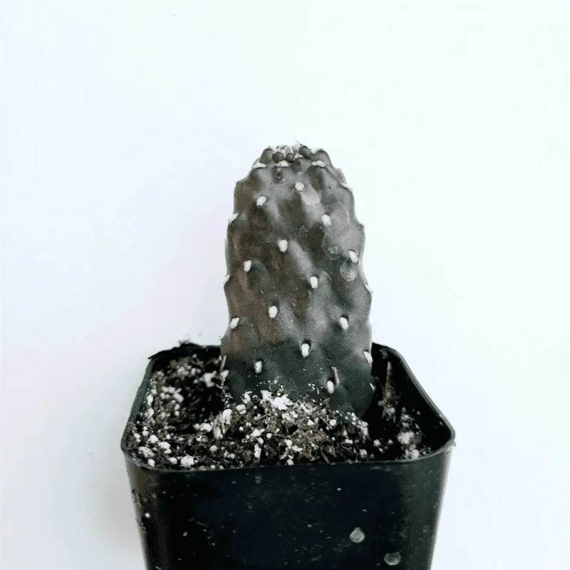 Opuntia Rubescens 'Road Kill Cactus' Succulent Live Plant 2 Inch Pot Indoor Outdoor - Image 2